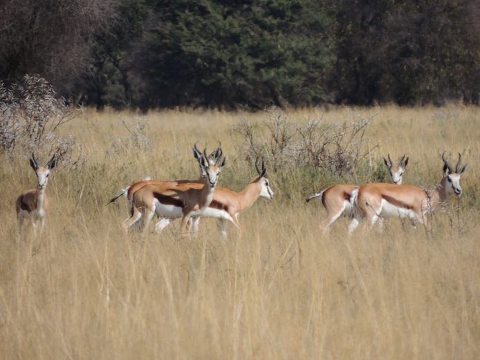 SPRINGBOK TEELGROEP