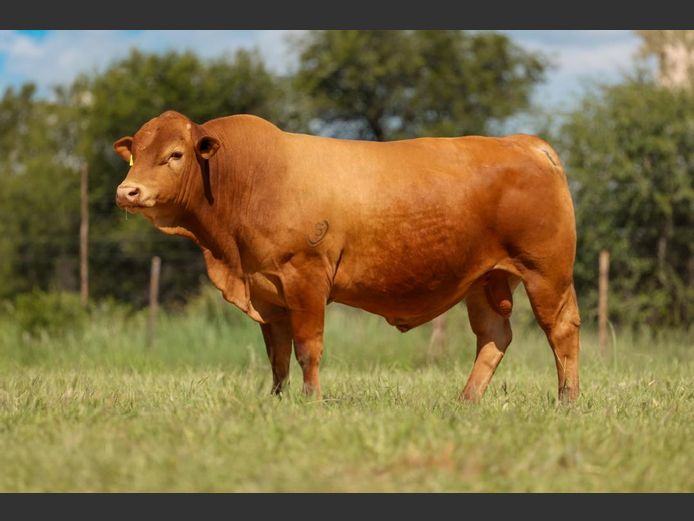 DM231200 | KAMAB SIMBRA