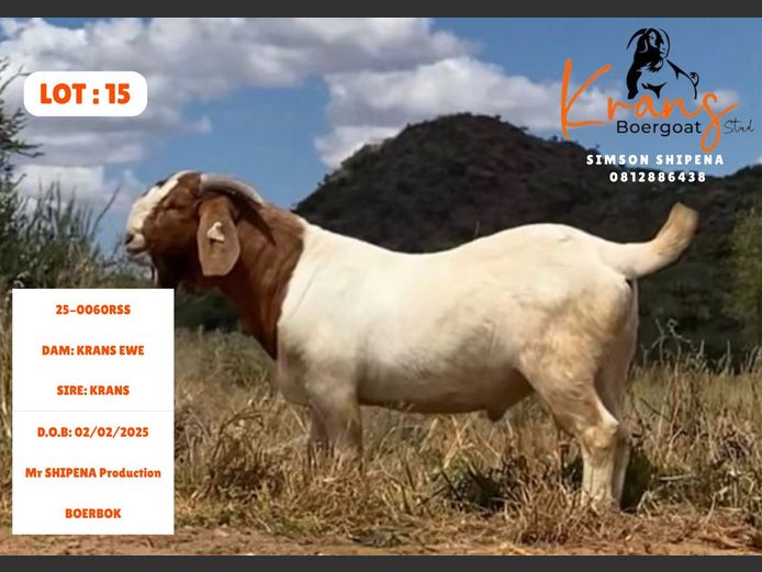 25-0060RSS | Mr SHIPENA