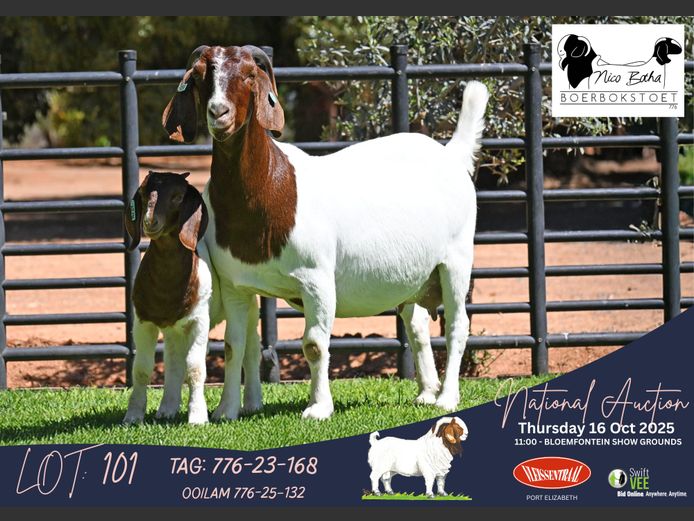 776-23-168 | Casper Byleveld (Nico Botha Boerbokstoet)
