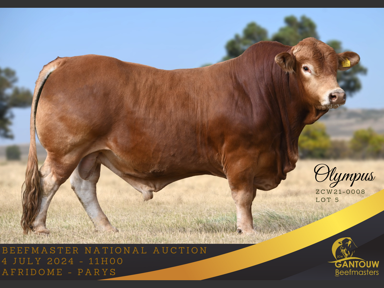 Lot 5 | NASIONALE BEEFMASTER VEILING | SwiftVEE | South Africa’s ...