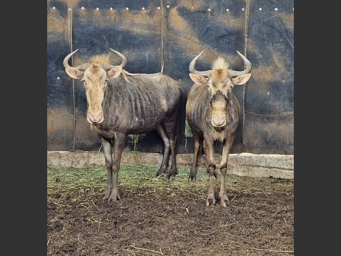KING WILDEBEEST | DRIEFONTEIN