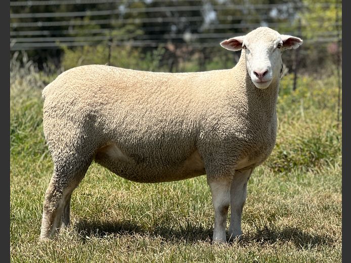 JB240118 | J.A BARNARD