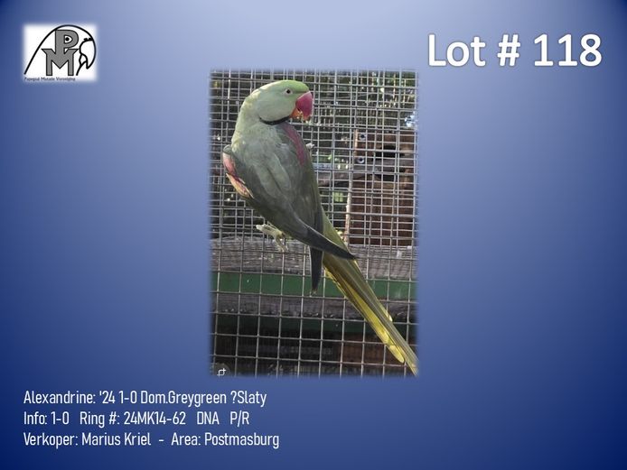 1-0 '24 Alexandrine: Dom.Greygreen ?Slaty - Marius Kriel