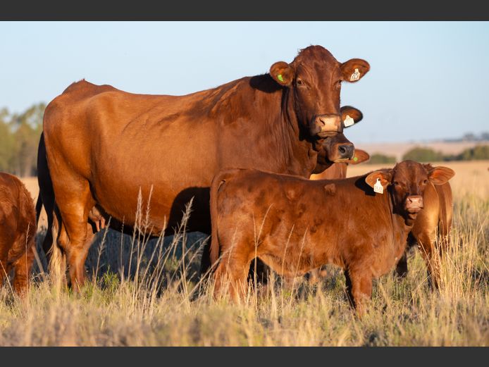 Commercial Animals