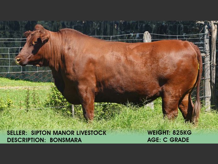 Ox | Sipton Manor Livestock