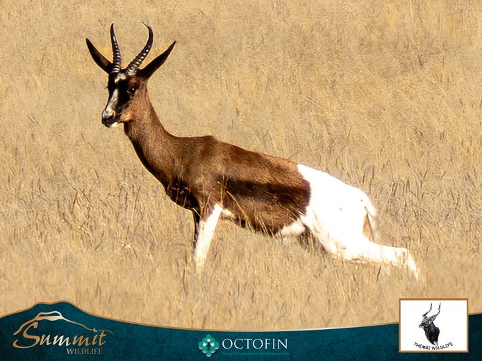 BONT SPRINGBOK RAM