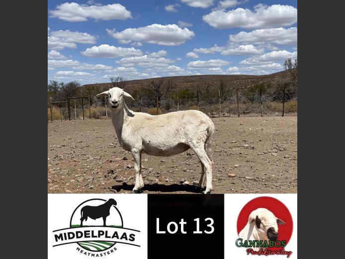 21-111 | Middelplaas Meatmasters