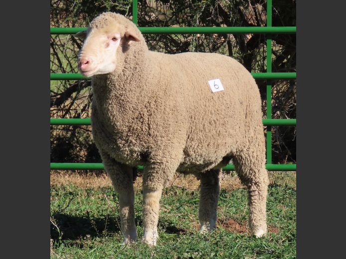 187 | Rooipoort Poenskop Merinos