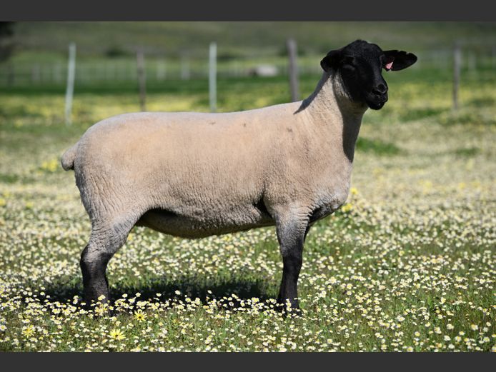 375 250152 | VREDESIG FORBES
