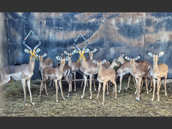 IMPALA | BIRKEN VERVOER (5)
RIPICA TRUST (5)