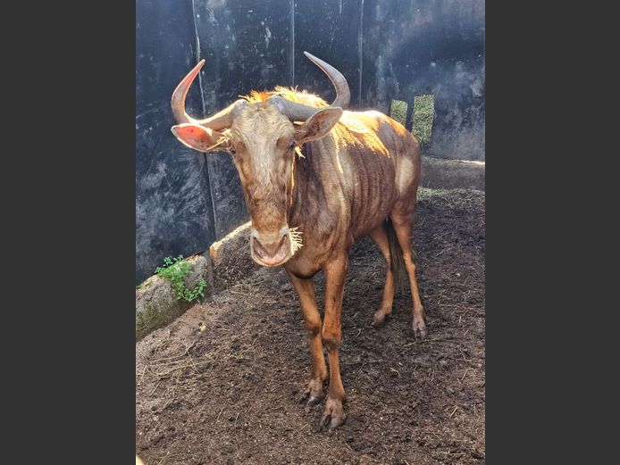 GOLDEN KINGS WILDEBEEST | ONDANGWA WILDLIFE