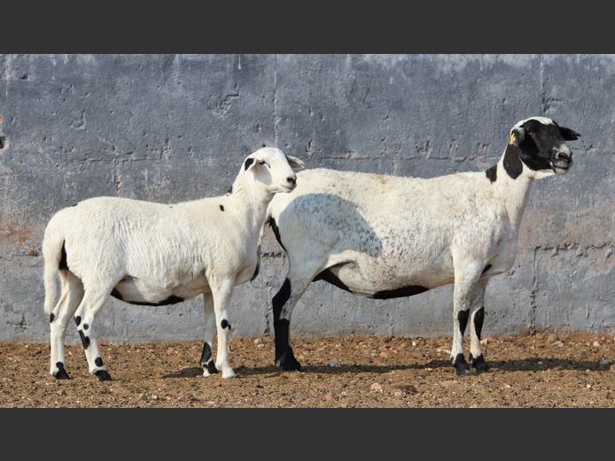 CRL 20.364 | Riaan Liebenberg - Hanri Meatmasters, Upington