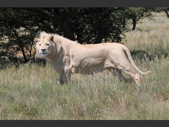 Wit Leeu Mannetjie