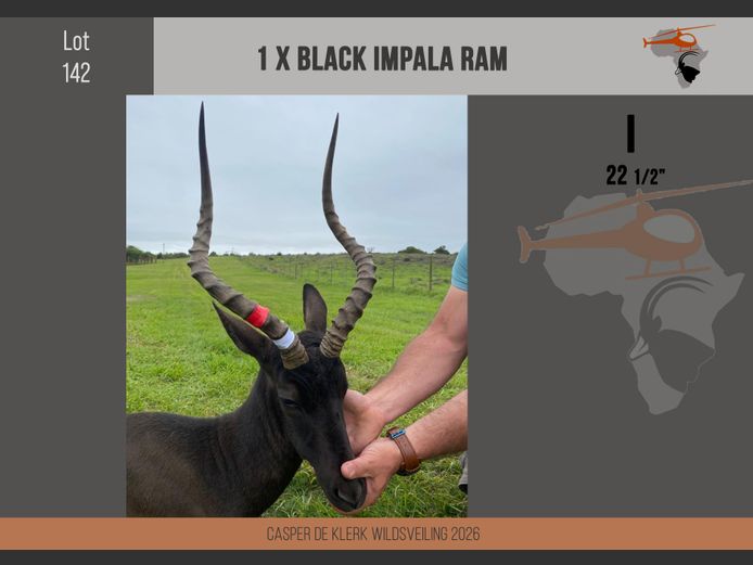 Black Impala (22 1/2")