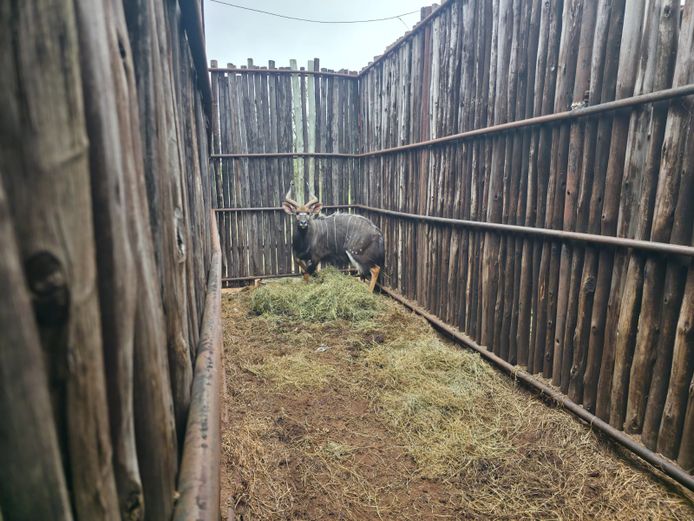 NJALA | ALESIA BOERDERY