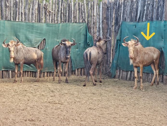GOUE WILDEBEES | ZWARTKLOOF