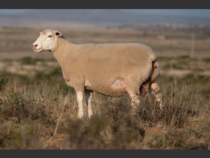 DZ220119 | 2 STEYNS BOERDERY