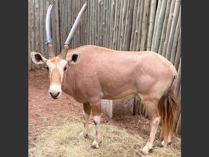 Goue Gemsbok Bul