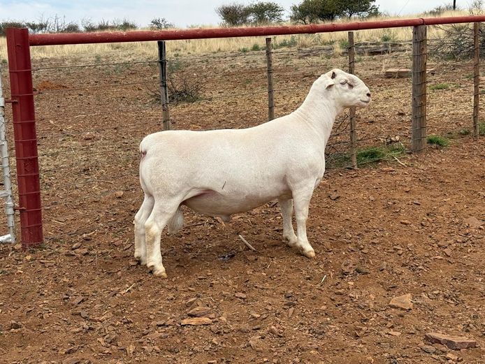 CJ Coetzee Witdorpers