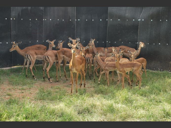IMPALA | Christo Kruger Bdy