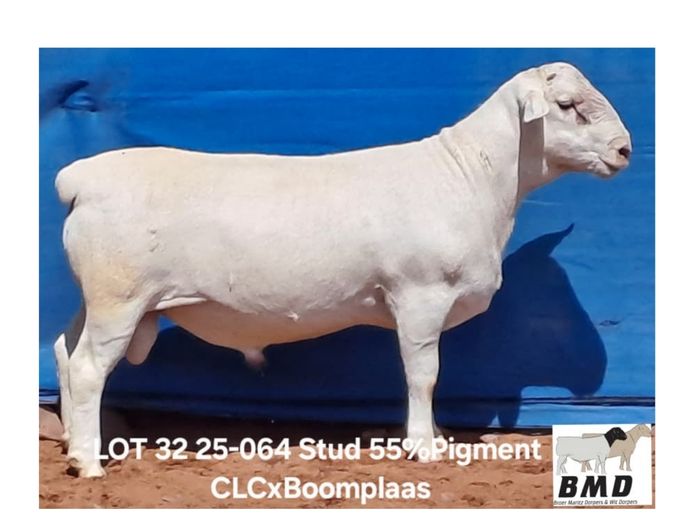 25-064 | BROER MARITZ DORPERS