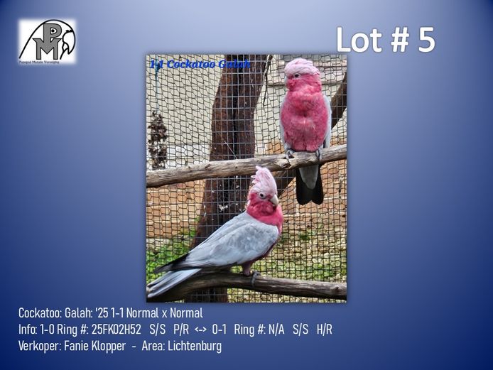 1-1 '25 Cockatoo: Galah: Normal x Normal - Fanie Klopper