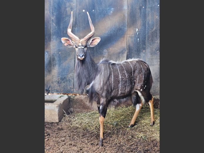 NYALA | COLOMBIA