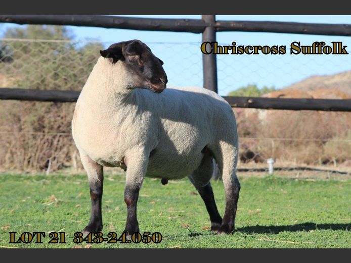 343 240050 | CHRISCROSS SUFFOLKS