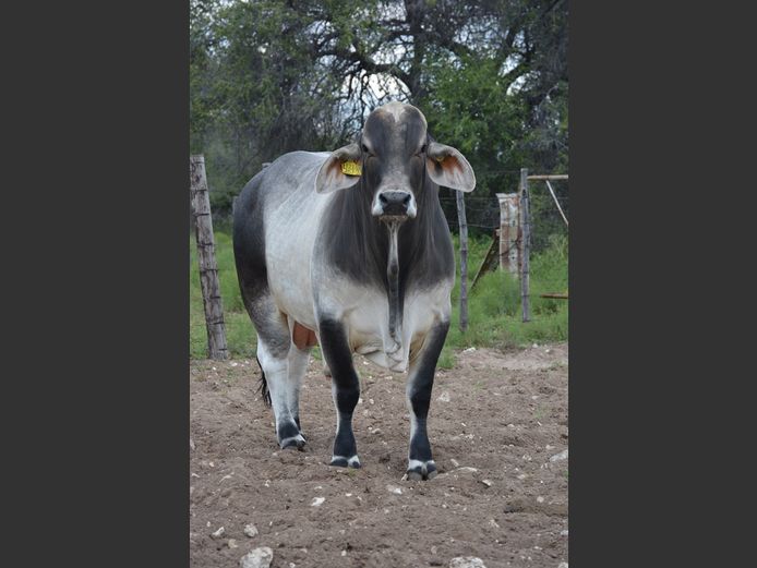 22-0267FK | WANETTA BRAHMANE