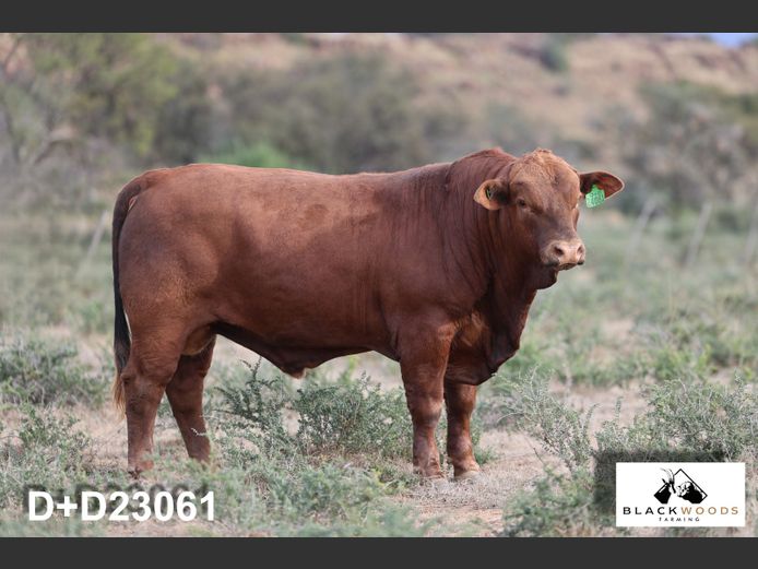 D+D24061 | DONIAN KO