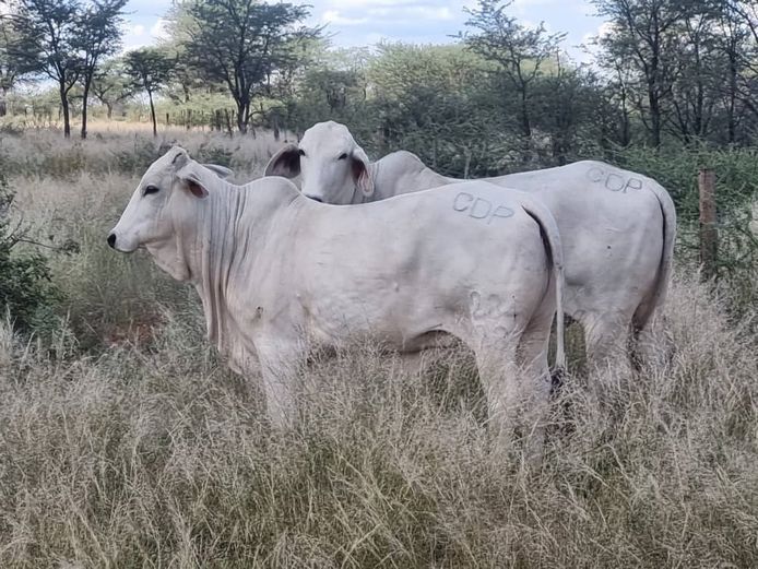 23-0234CDP | MORIA BRAHMAN