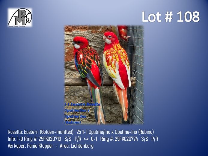 1-1 '25 Rosella: Eastern (Golden-mantled): Opaline/ino x Opaline-Ino (Rubino) - Fanie Klopper
