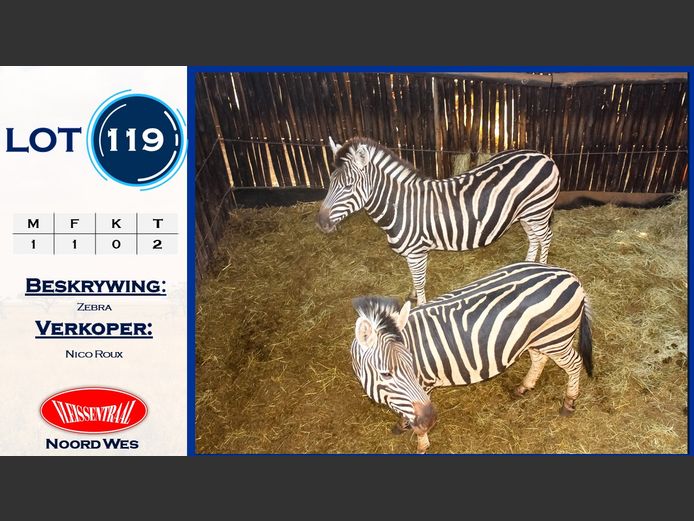 Zebra
