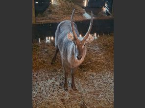 images
