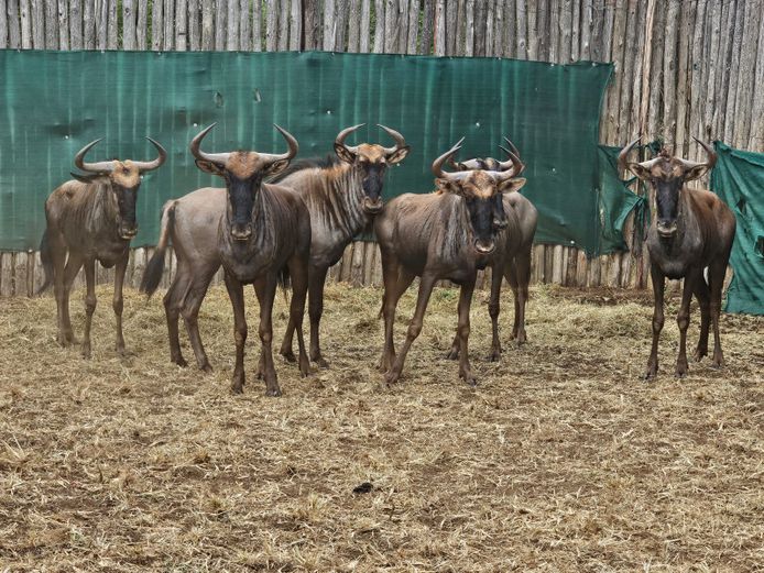 BLUE WILDEBEEST | COLOMBIA