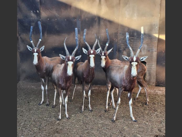 BLESBOK | DITJABE