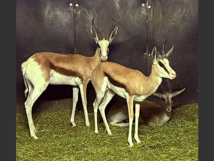 Konings Springbok Ram