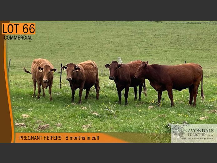 Commercial Animals | AVONDALE TULI