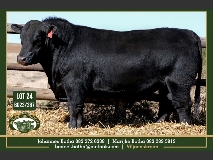BD 230387 | BODEEL BOERDERY