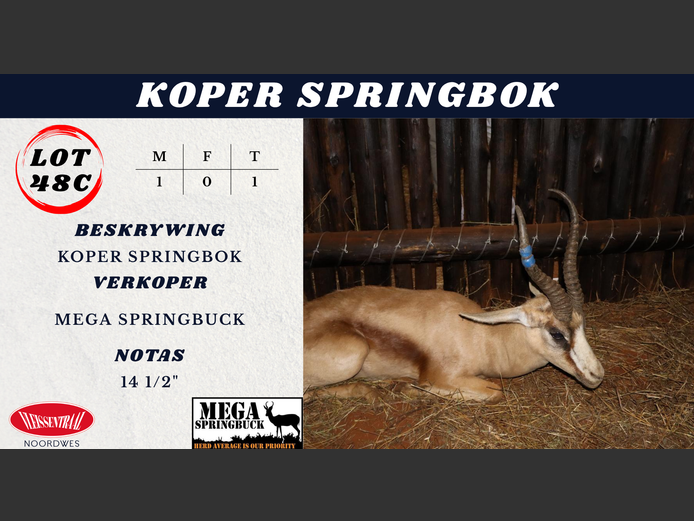 Koper SPRINGBOK