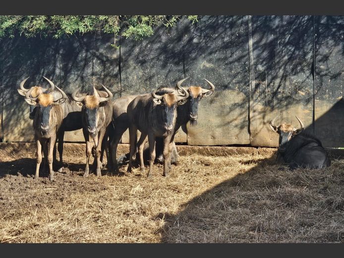 BLOUWILDEBEES | BUFFELSKLOOF 2