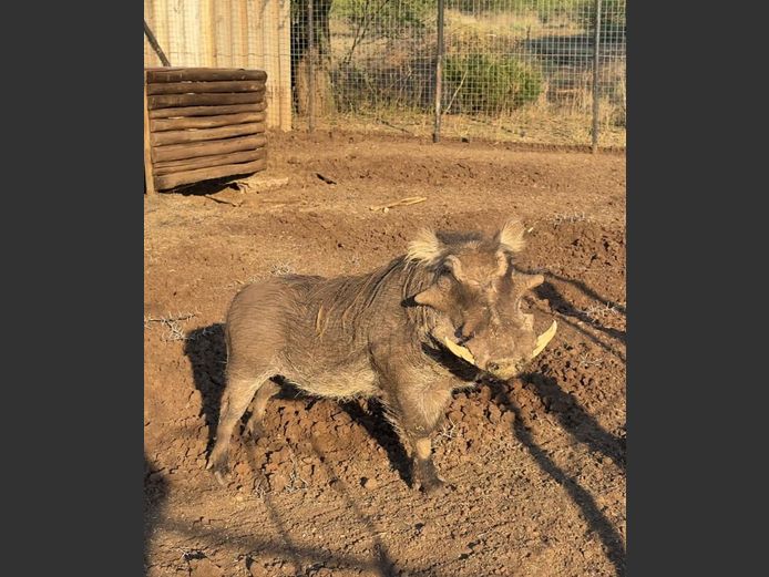 VLAKVARK | WILDLIFE AFRICA