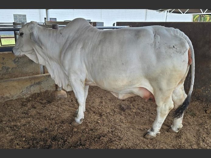 WIL14951 | R10 BRAHMANS