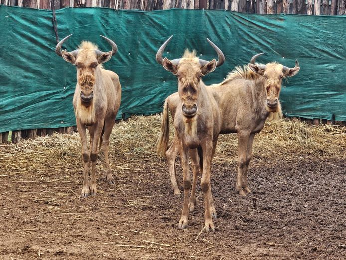 GOLDEN GNU | CHAZAKAMATS