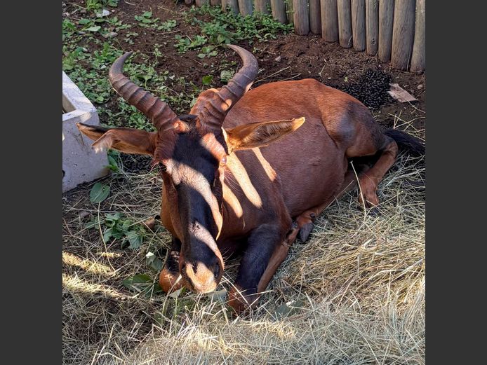 Tsessebe Bul