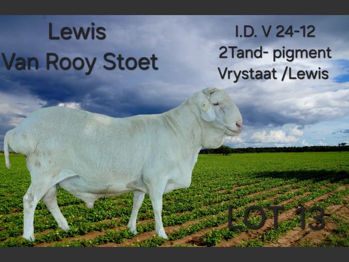V24-12 | LEWIS VAN ROOY STUD