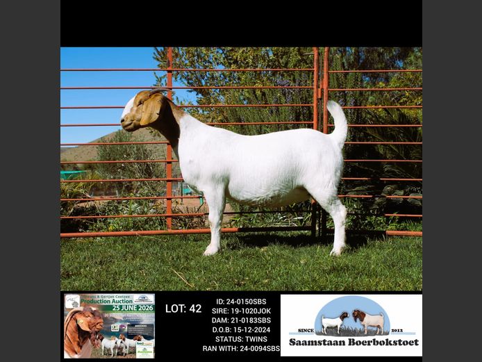 24-0150SBS | SAAMSTAAN BOERBOKSTOET
