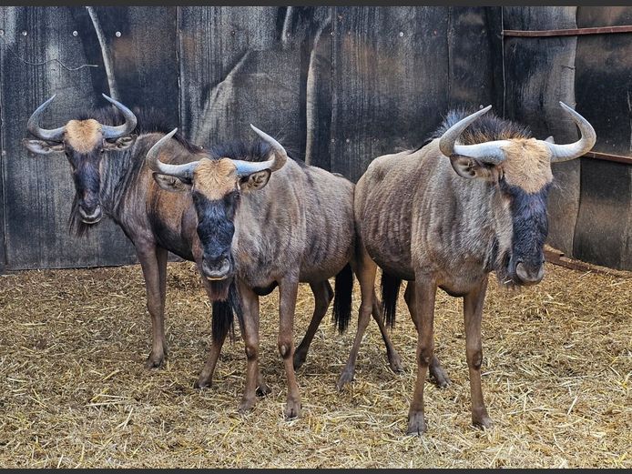 BLUE WILDEBEEST | DEELBOS BDY