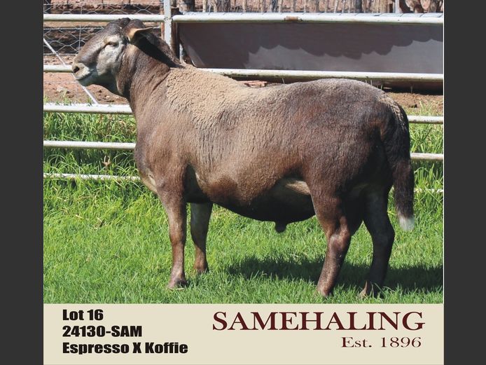 SAMEHALING MEATMASTERS | 24130